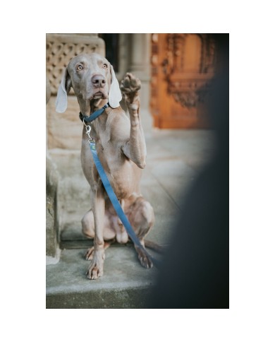 Guinzaglio per Cani Hunter Azzurro 100 cm