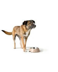 Ciotola per cani Hunter LUTON 160 ml