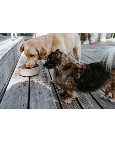 Ciotola per cani Hunter OSBY Beige Ceramica 550 ml Ciotola per cani Hunter OSBY Beige Ceramica 550 ml