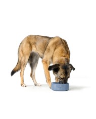 Ciotola per cani Hunter OSBY GLAZED Azzurro Ceramica 2,5 L Ciotola per cani Hunter OSBY GLAZED Azzurro Ceramica 2,5 L