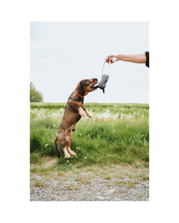 Giocattoli per cani Hunter Nebraska Marrone Mucca Giocattoli per cani Hunter Nebraska Marrone Mucca