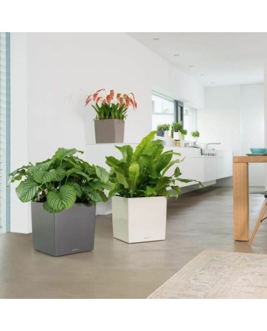 Vaso Lechuza 40 x 40 x 40 cm Nero Rosso polipropilene Plastica Vaso Lechuza 40 x 40 x 40 cm Nero Rosso polipropilene Plastica