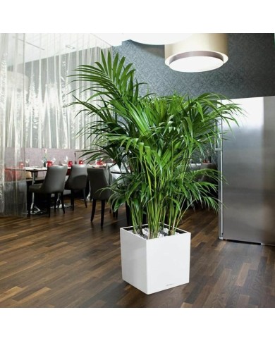 Vaso Lechuza 40 x 40 x 40 cm Nero Rosso polipropilene Plastica Vaso Lechuza 40 x 40 x 40 cm Nero Rosso polipropilene Plastica