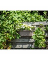 Vaso Autoirrigante Garden ID Taupé Vaso Autoirrigante Garden ID Taupé