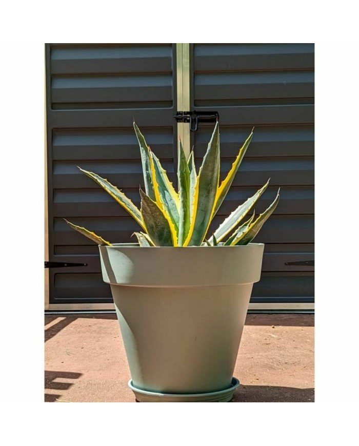 Vaso Riviera Verde Ø 50 cm