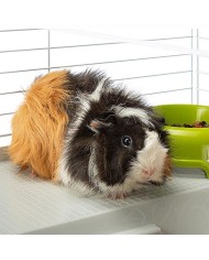 Gabbia Ferplast 57065070 Metallo Plastica Metallo/Plastica 70 x 70 x 48 cm