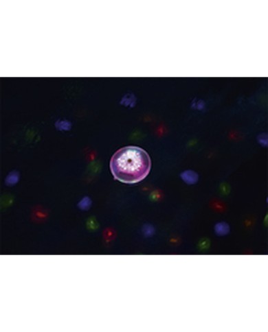 Luce Galleggiante a Energia Solare per Piscina Bestway Ø 14 cm (1 Unità)