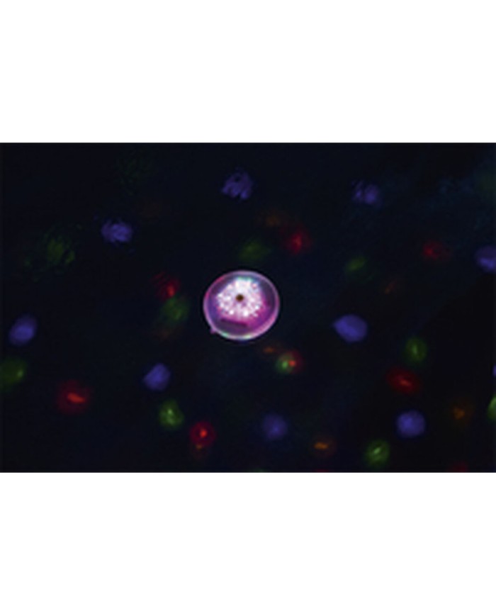 Luce Galleggiante a Energia Solare per Piscina Bestway Ø 14 cm (1 Unità) Luce Galleggiante a Energia Solare per Piscina Bestway Ø 14 cm (1 Unità)